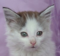 BORNEO MONTEGANCEDO Gatos Bosques de Noruega www.montegancedo.com