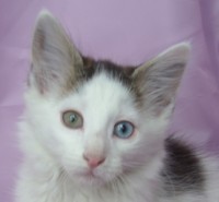 SUMATRA MONTEGANCEDO Gatos Bosques de Noruega www.montegancedo.com