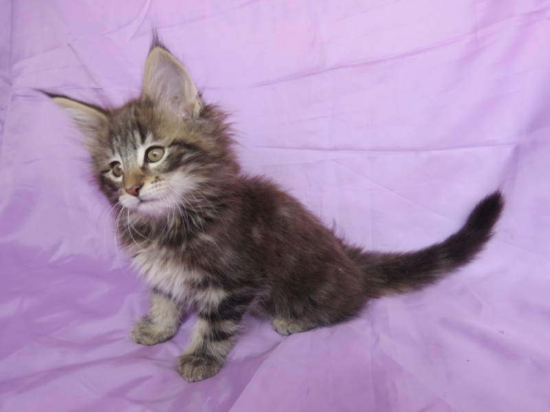 MASTERPIECE MONTEGANCEDO