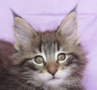 MASTERPIECE MONTEGANCEDO Gatos Bosques de Noruega www.montegancedo.com