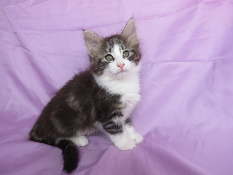 SILVER-FALCON MONTEGANCEDO