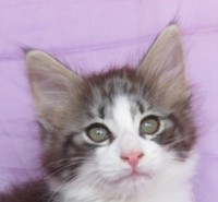 SILVER-FALCON MONTEGANCEDO Gatos Bosques de Noruega www.montegancedo.com