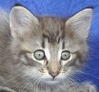 KARMA MONTEGANCEDO Gatos Bosques de Noruega www.montegancedo.com