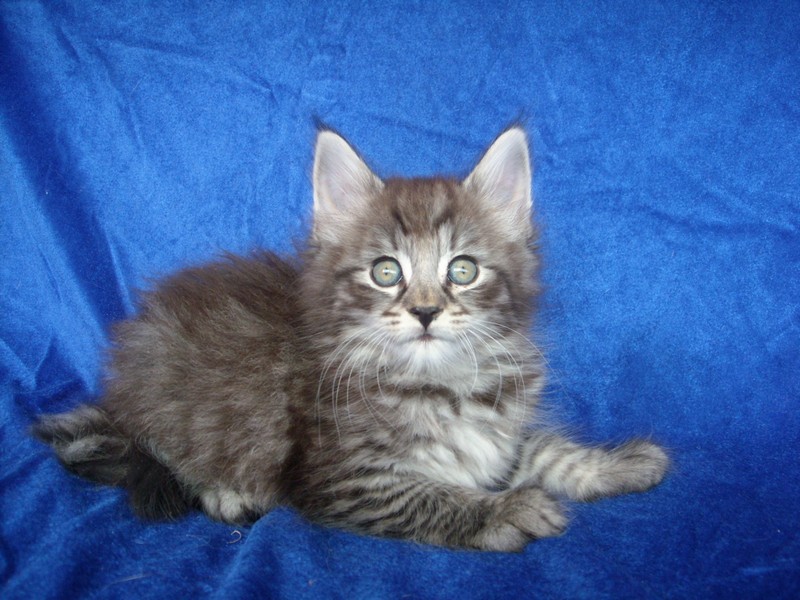 AMATISTA MONTEGANCEDO