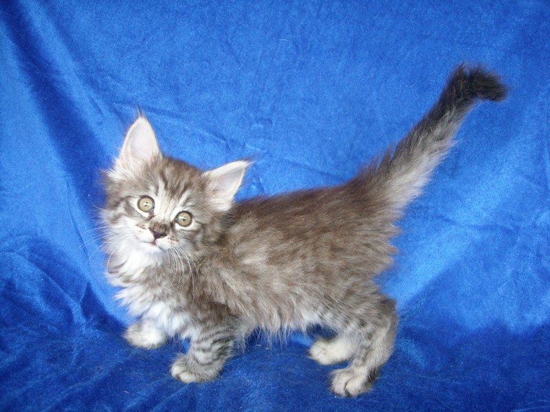 ESPINELA MONTEGANCEDO