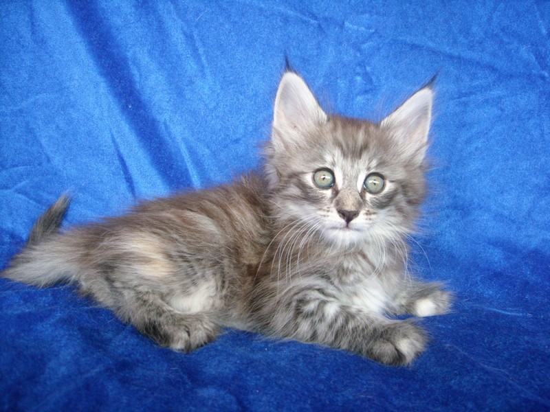 TURMALINA MONTEGANCEDO