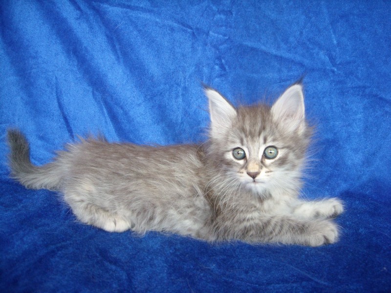 TURQUESA MONTEGANCEDO