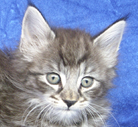 AMATISTA MONTEGANCEDO Gatos Bosques de Noruega www.montegancedo.com