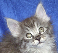 ESPINELA MONTEGANCEDO Gatos Bosques de Noruega www.montegancedo.com