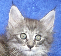 TURMALINA MONTEGANCEDO Gatos Bosques de Noruega www.montegancedo.com