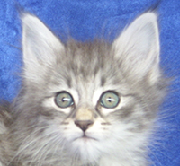 TURQUESA MONTEGANCEDO Gatos Bosques de Noruega www.montegancedo.com