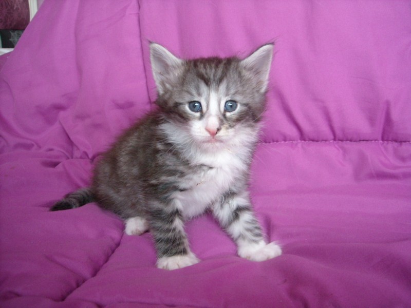 DRAGONBLOOD MONTEGANCEDO