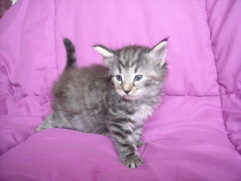 WISTERIA MONTEGANCEDO