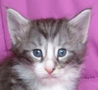 DRAGONBLOOD MONTEGANCEDO Gatos Bosques de Noruega www.montegancedo.com