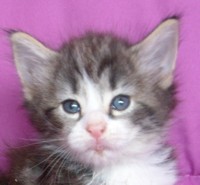 MIMOSA MONTEGANCEDO Gatos Bosques de Noruega www.montegancedo.com