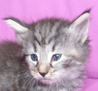 WISTERIA MONTEGANCEDO Gatos Bosques de Noruega www.montegancedo.com