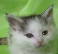 BERUTHIEL MONTEGANCEDO Gatos Bosques de Noruega www.montegancedo.com