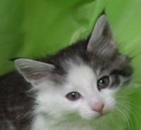 ELENDIL MONTEGANCEDO Gatos Bosques de Noruega www.montegancedo.com