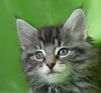 LUTHIEN MONTEGANCEDO Gatos Bosques de Noruega www.montegancedo.com