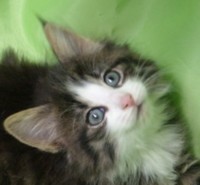 NARSIL MONTEGANCEDO Gatos Bosques de Noruega www.montegancedo.com