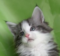 RIVENDEL MONTEGANCEDO Gatos Bosques de Noruega www.montegancedo.com