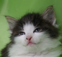 BALDER MONTEGANCEDO Gatos Bosques de Noruega www.montegancedo.com