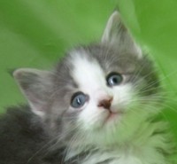 HEIMDAL MONTEGANCEDO Gatos Bosques de Noruega www.montegancedo.com