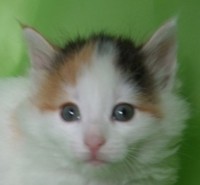 NOTT MONTEGANCEDO Gatos Bosques de Noruega www.montegancedo.com