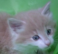 ODIN MONTEGANCEDO Gatos Bosques de Noruega www.montegancedo.com