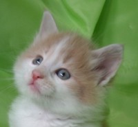 THOR MONTEGANCEDO Gatos Bosques de Noruega www.montegancedo.com