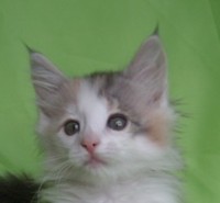 ANGOLA MONTEGANCEDO Gatos Bosques de Noruega www.montegancedo.com