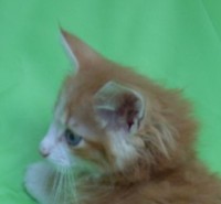 CHAD MONTEGANCEDO Gatos Bosques de Noruega www.montegancedo.com