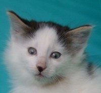 EXPLORER MONTEGANCEDO Gatos Bosques de Noruega www.montegancedo.com