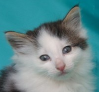 MOZILLA MONTEGANCEDO Gatos Bosques de Noruega www.montegancedo.com