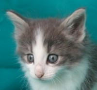 NETSCAPE MONTEGANCEDO Gatos Bosques de Noruega www.montegancedo.com