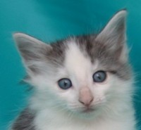 SAFARI MONTEGANCEDO Gatos Bosques de Noruega www.montegancedo.com