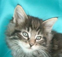 BLACK JACK MONTEGANCEDO Gatos Bosques de Noruega www.montegancedo.com