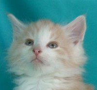 GOLDEN AWARD MONTEGANCEDO Gatos Bosques de Noruega www.montegancedo.com