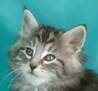 GREY SHADOW MONTEGANCEDO Gatos Bosques de Noruega www.montegancedo.com