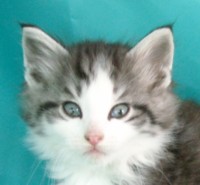 SILVER ASH MONTEGANCEDO Gatos Bosques de Noruega www.montegancedo.com