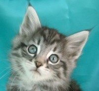 SMOKY STONE MONTEGANCEDO Gatos Bosques de Noruega www.montegancedo.com