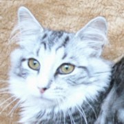 CANDYCRUSH MONTEGANCEDO Gatos Bosques de Noruega www.montegancedo.com