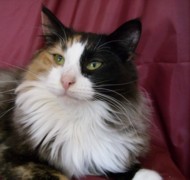 FIONA CENTRALCATS Gatos Bosques de Noruega www.montegancedo.com