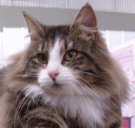 GALAXIA MONTEGANCEDO Gatos Bosques de Noruega www.montegancedo.com