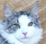 GOBI MONTEGANCEDO*ES Gatos Bosques de Noruega www.montegancedo.com