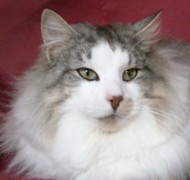 LLANGOSTURA ARTEMISA*ES Gatos Bosques de Noruega www.montegancedo.com