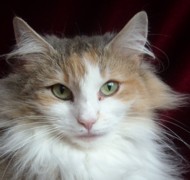 LOUISE LEONCIO Gatos Bosques de Noruega www.montegancedo.com