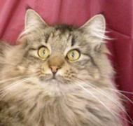 LULY ARTEMISA Gatos Bosques de Noruega www.montegancedo.com