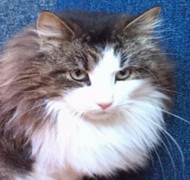 MALPICA ARTEMISA Gatos Bosques de Noruega www.montegancedo.com