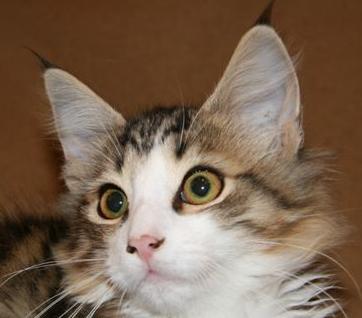 MORGANA ARTEMISA Gatos Bosques de Noruega www.montegancedo.com